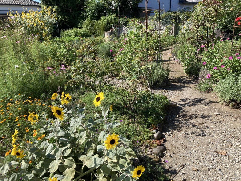 ノウタス　家庭菜園