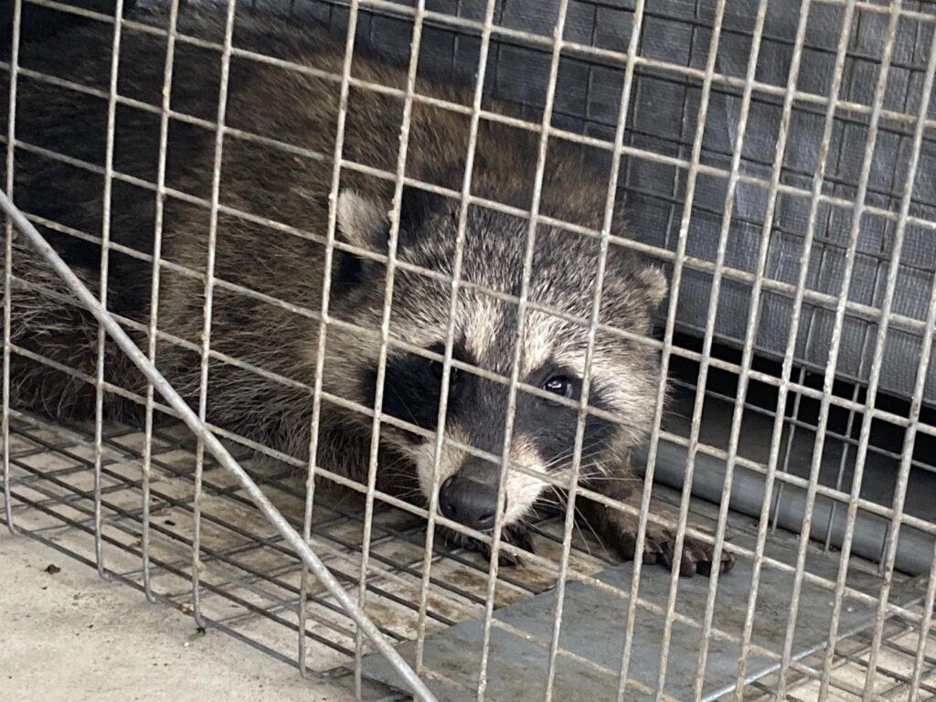 ノウタス　家庭菜園　ぶどう栽培　アライグマ