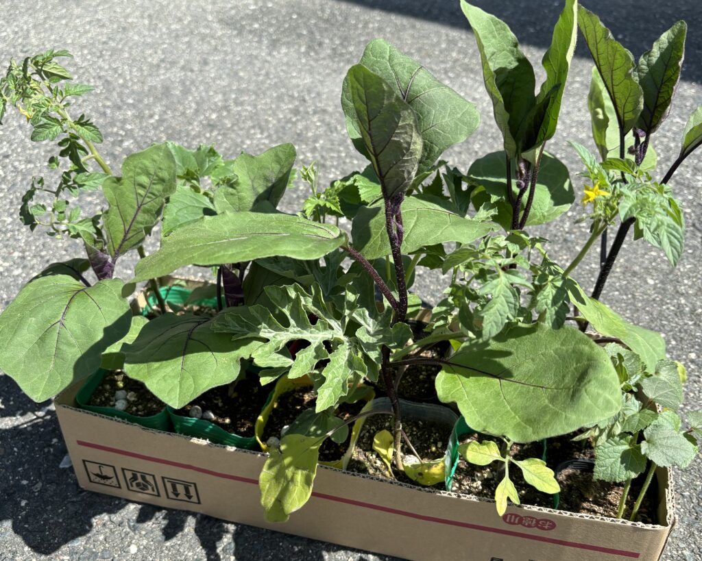 ノウタス　家庭菜園　農業体験　夏野菜