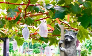 ノウタスライフ　ノウタス　アライグマ　ぶどう栽培
