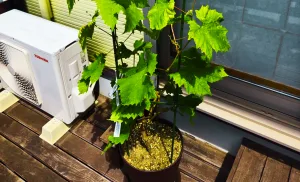 ノウタス　家庭菜園　シャインマスカット　ぶどう栽培