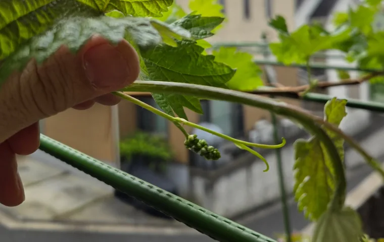 ノウタス　シャインマスカット　鉢植え　ベランダ