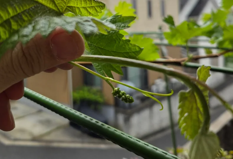 ノウタス シャインマスカット 鉢植え ベランダ