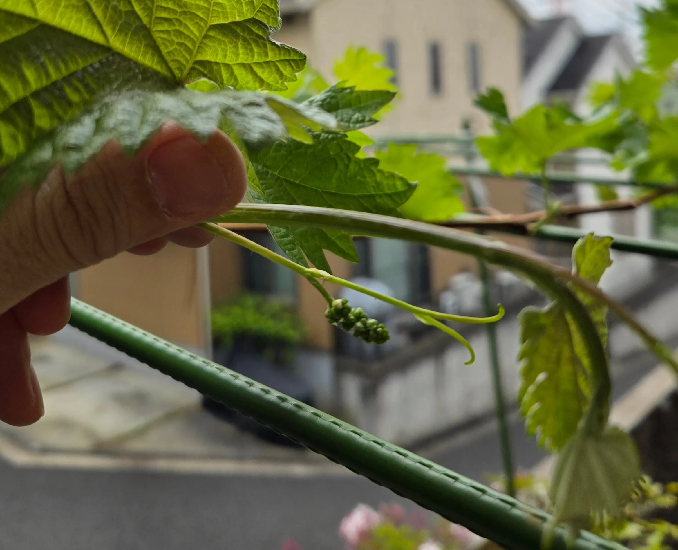 自宅の鉢植えでシャインマスカット栽培：芽かきと誘引 – ノウタス