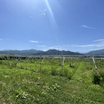 ノウタス　ぶどう　シャインマスカット　芽かき