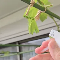 ノウタス　アグレプト処理