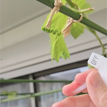 ノウタス　アグレプト処理
