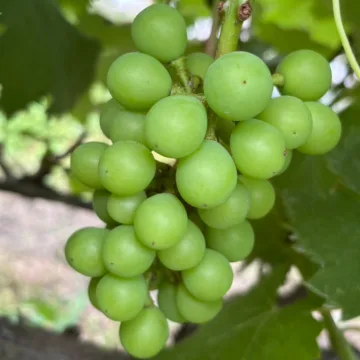 ノウタス　高槻農園