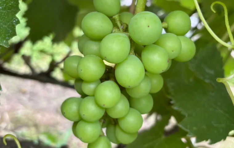 ノウタス　高槻農園