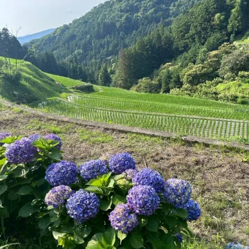 ノウタス　お天気　天気予報　坂口愛美