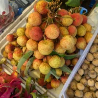 ノウタス　Lychee　ライチ
