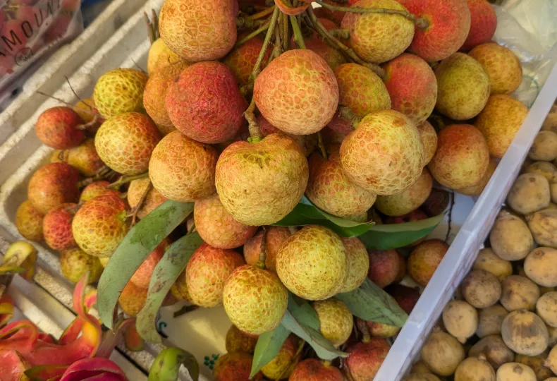 ノウタス Lychee ライチ