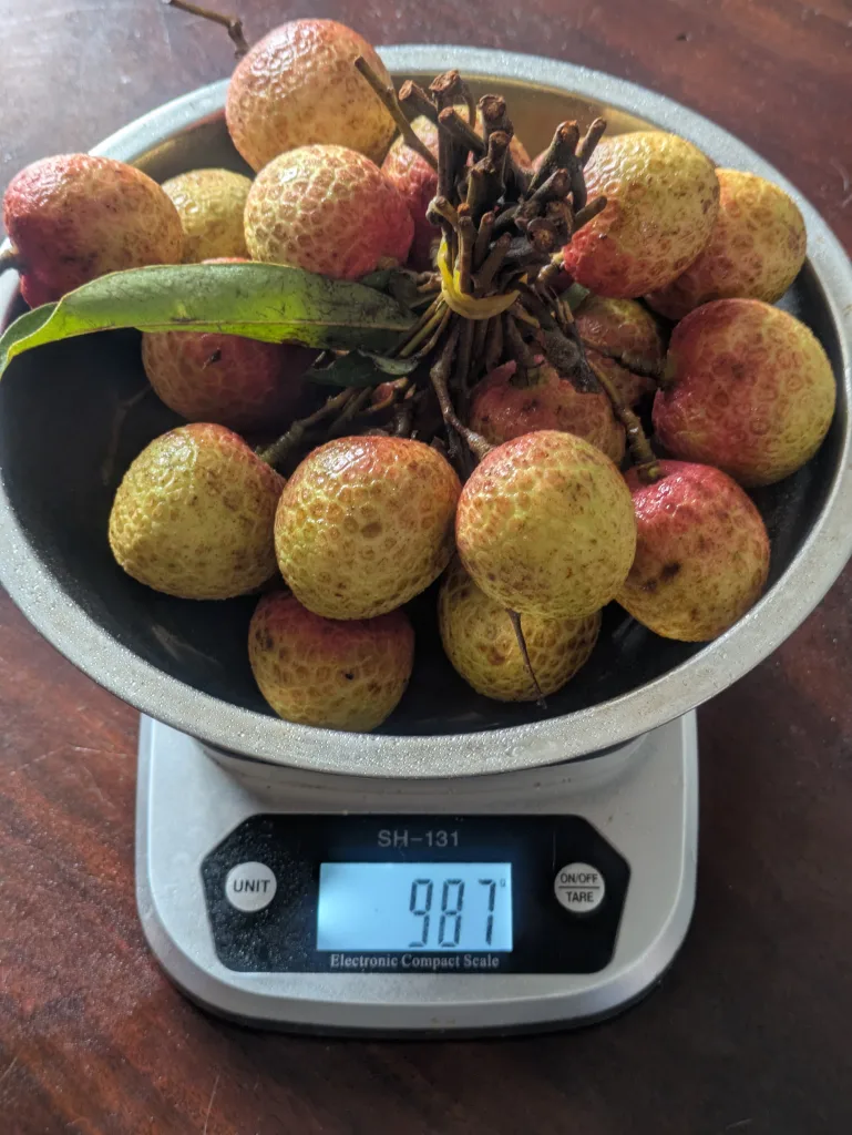 ノウタス Lychee ライチ
