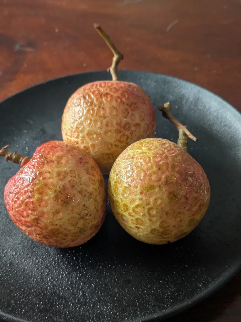 ノウタス Lychee ライチ