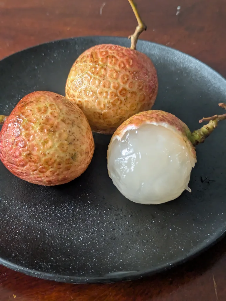 ノウタス Lychee ライチ