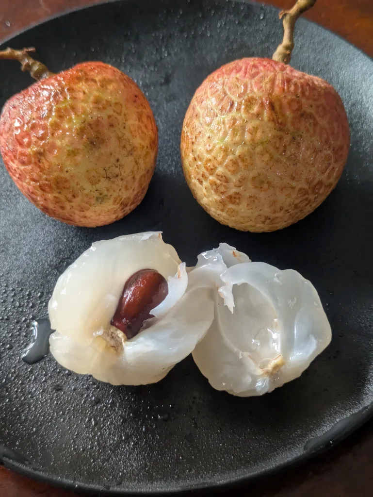 ノウタス Lychee ライチ