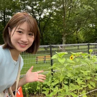 ノウタス　お天気　天気予報　坂口愛美