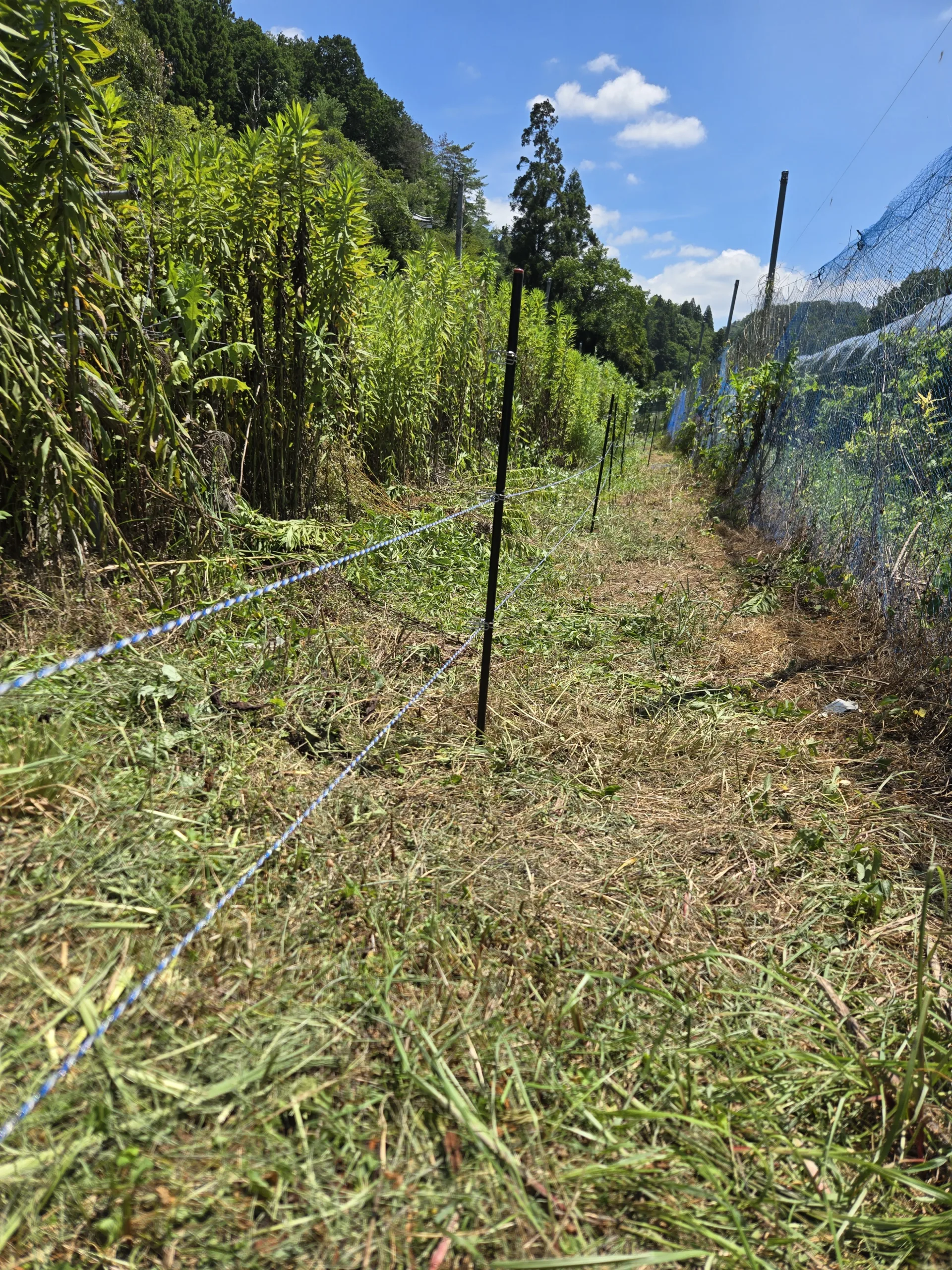 高槻農園でぶどうの獣害対策「電気柵」の設置 – ノウタス