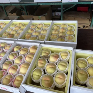 ノウタス　桃太郎園芸　清水白桃