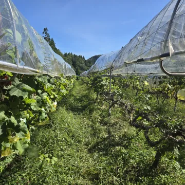 ノウタス　高槻農園