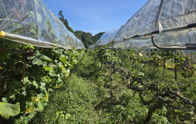 ノウタス　高槻農園