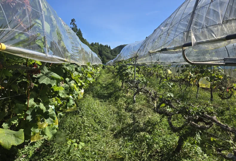 ノウタス　高槻農園