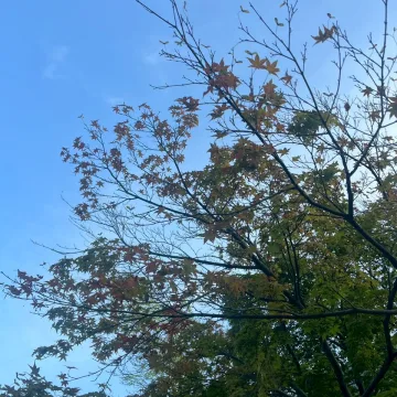 ノウタス　お天気　天気予報　坂口愛美