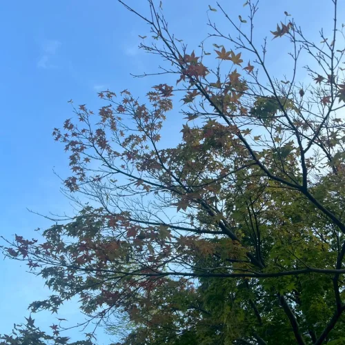 ノウタス　お天気　天気予報　坂口愛美