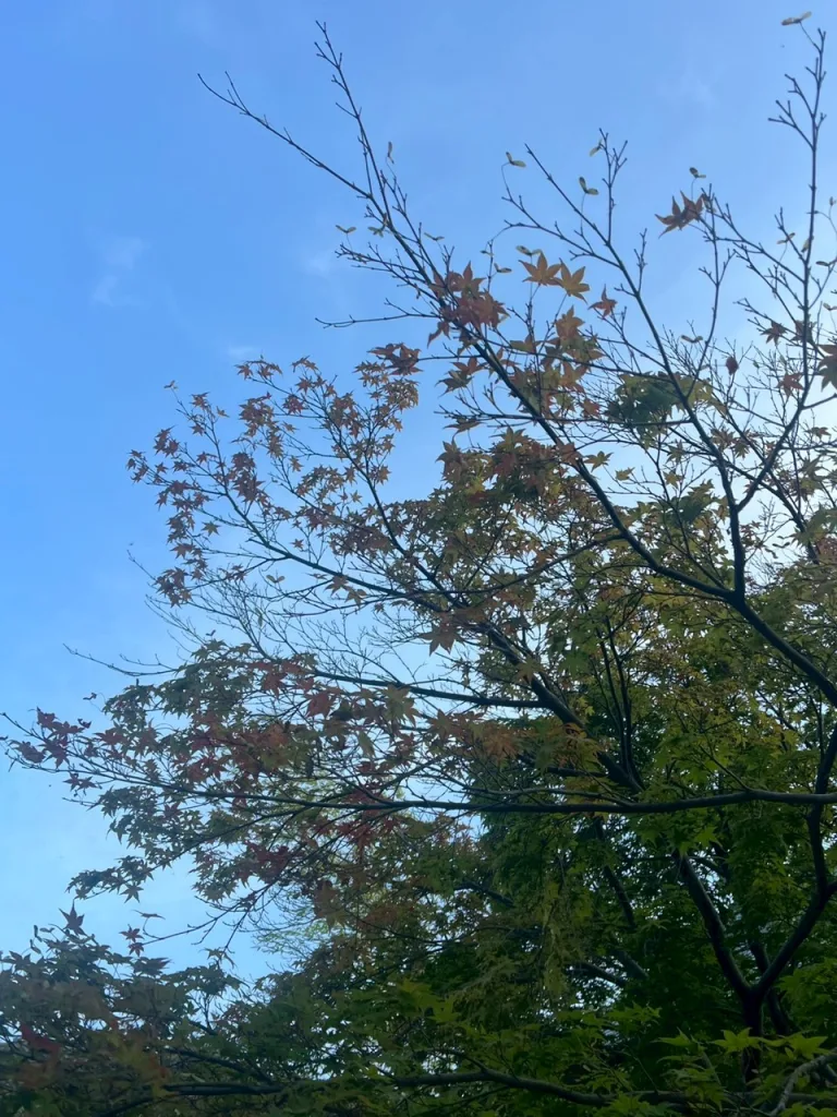 ノウタス お天気 天気予報 坂口愛美