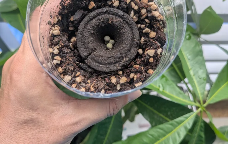 ノウタス　ペットボトル　オクラ