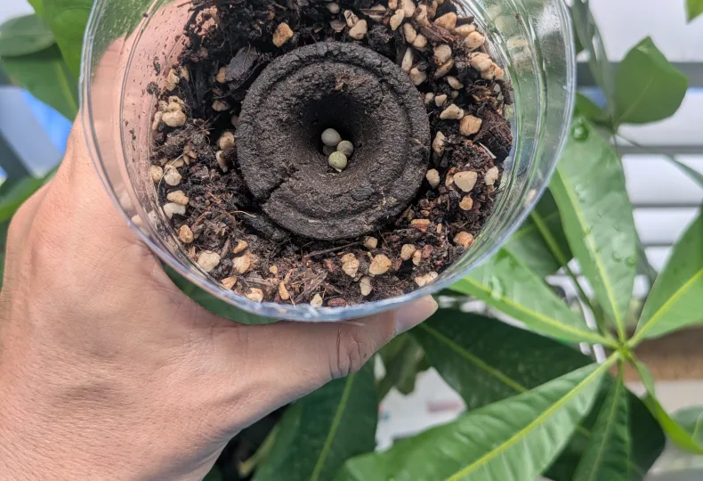 ノウタス　ペットボトル　オクラ