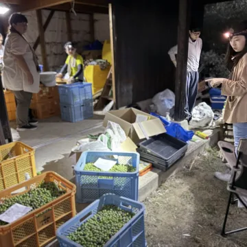 ノウタス　小豆島　オリーブ