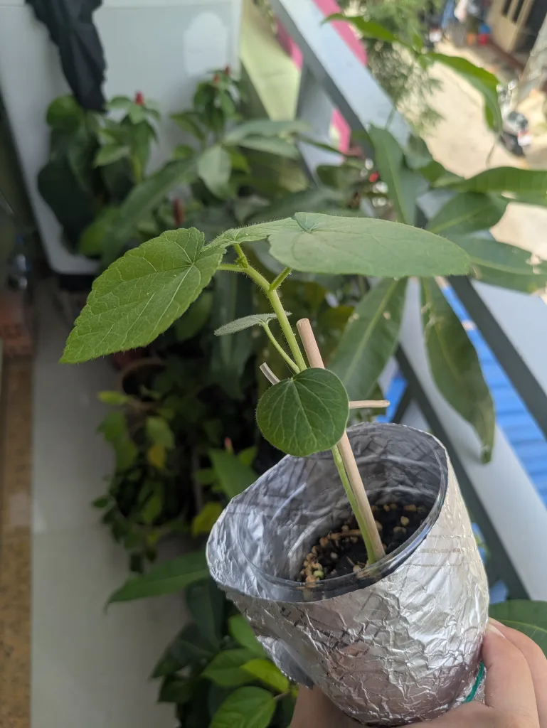 ノウタス ペットボトル オクラ