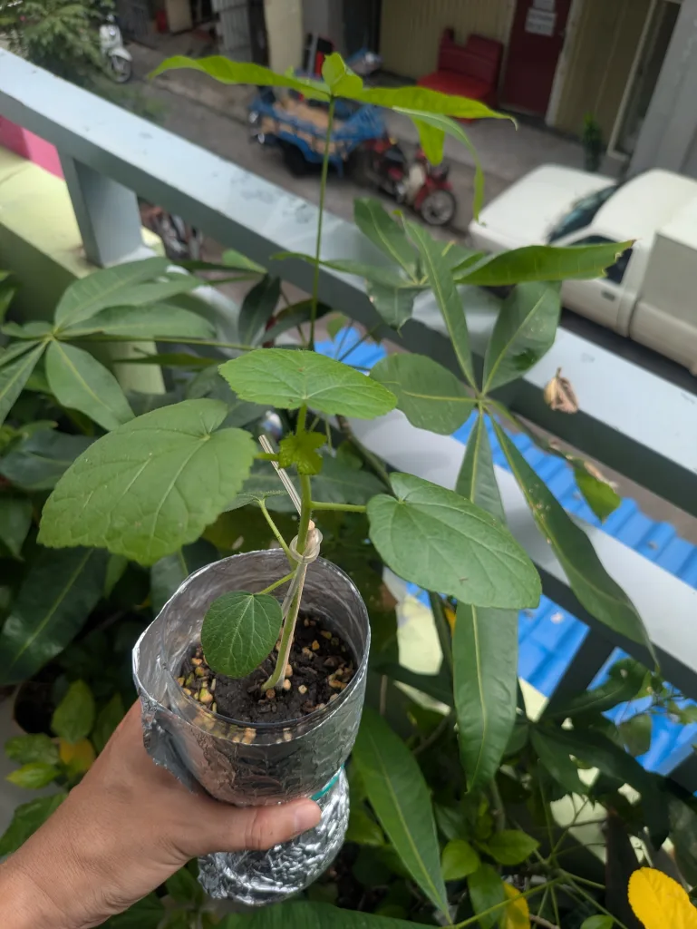 ノウタス ペットボトル オクラ