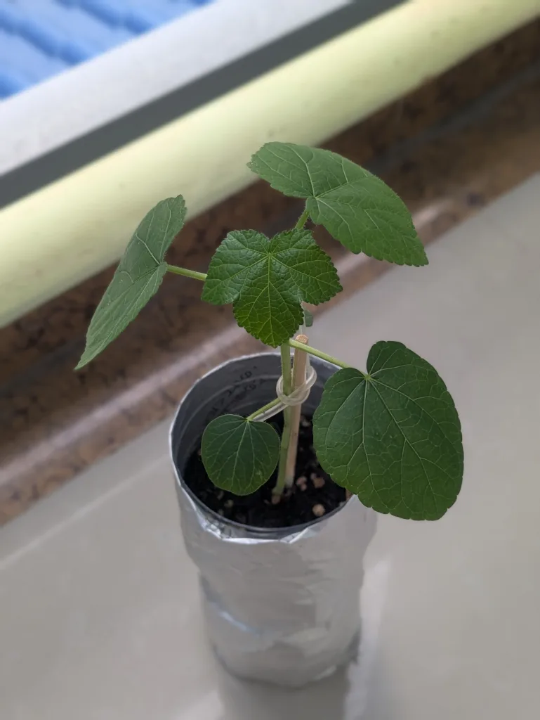 ノウタス ペットボトル オクラ