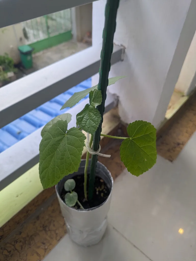 ノウタス ペットボトル オクラ