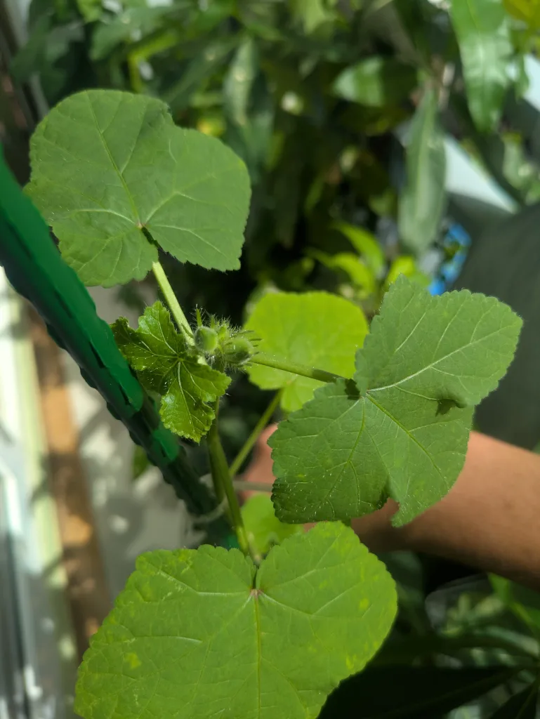 ノウタス ペットボトル オクラ