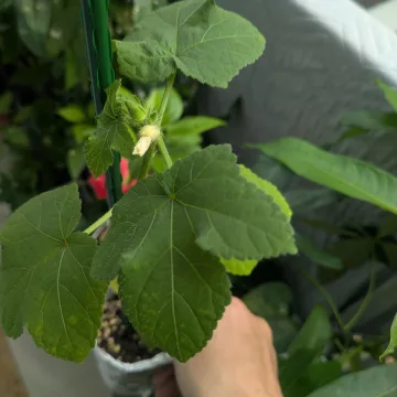 ノウタス　ペットボトル　オクラ