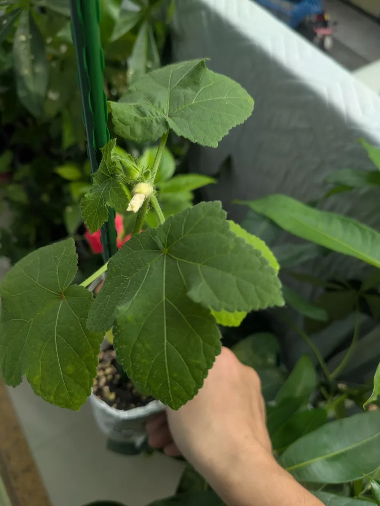 ノウタス ペットボトル オクラ