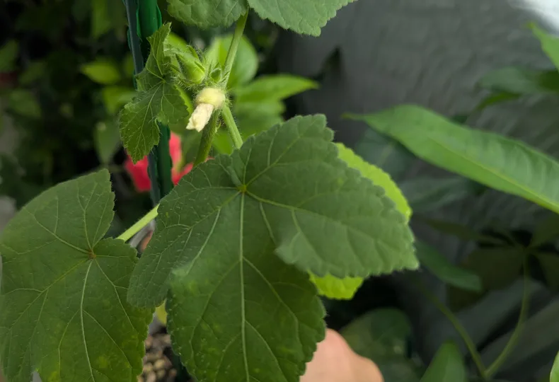 ノウタス　ペットボトル　オクラ