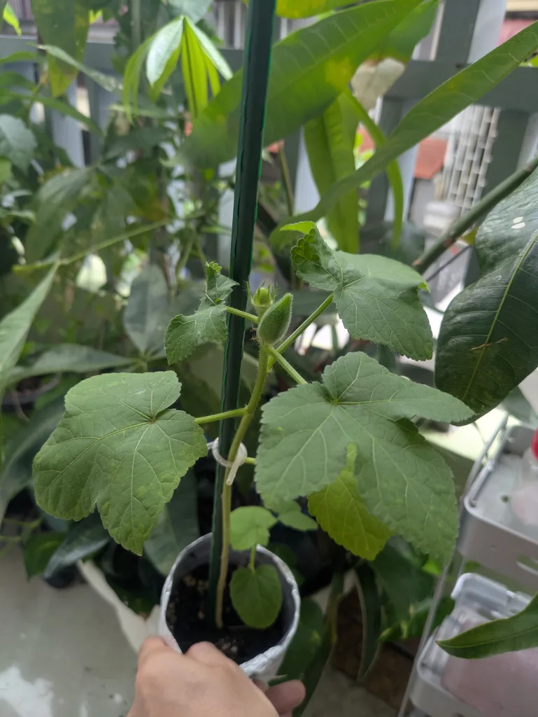 ノウタス ペットボトル オクラ