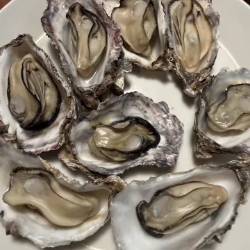 ノウタス　牡蠣