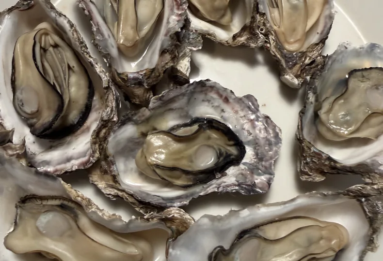 ノウタス　牡蠣