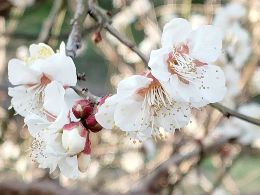 ノウタス　お天気　天気予報　坂口愛美