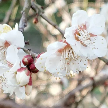 ノウタス　お天気　天気予報　坂口愛美