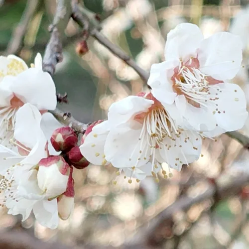 ノウタス　お天気　天気予報　坂口愛美