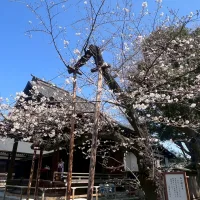ノウタス　お天気　天気予報　坂口愛美