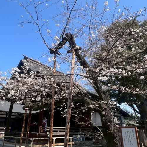 ノウタス　お天気　天気予報　坂口愛美