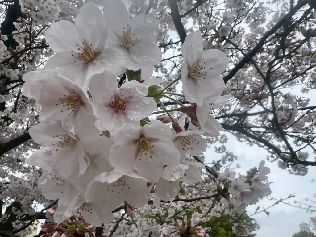 ノウタス　お天気　天気予報　坂口愛美