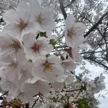 ノウタス　お天気　天気予報　坂口愛美